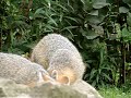 The Gray Fox Family 8 9 09 1