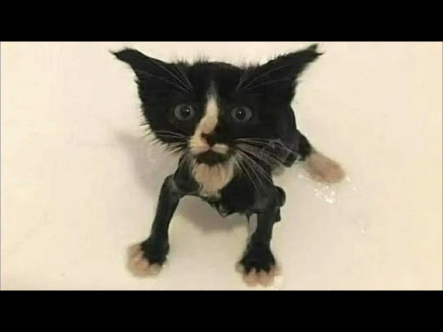 Play this video BEST CAT MEMES COMPILATION OF 2022 PART 9
