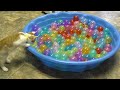Cute Kittens Play in Ball Pit