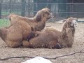 Hump Day images Hump Day