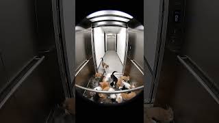 Cutest Elevator Ride Ever Ep 11