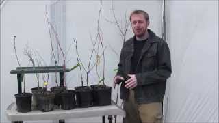 10 Japanese Maples With Winter Interest