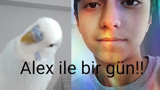 Alex Ile Bir Gün Geçirmek Alex Başka Odaya Kaçtı