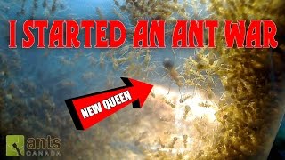 Oh No I Started An Ant War Oh No I Started An Ant War