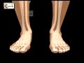 Foot Bones explained | Foot joints and ankle movements | Human Anatomy in 3D | elearnin