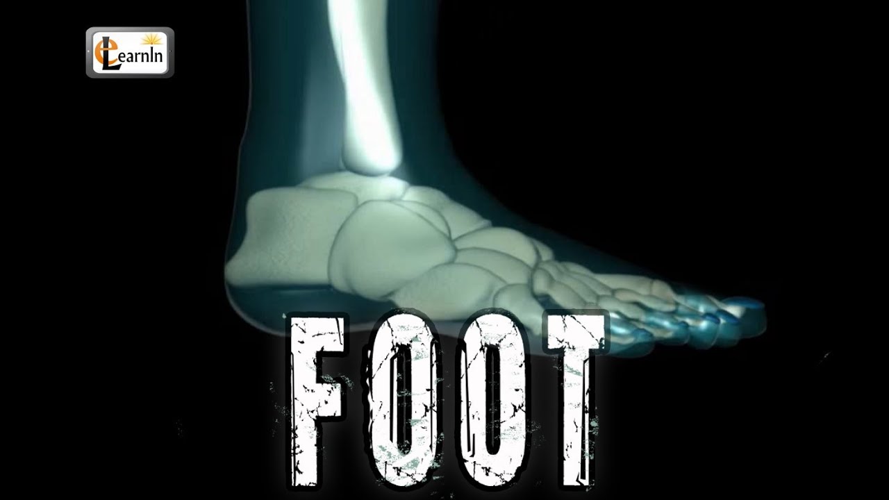 Foot Bones explained | Foot joints and ankle movements | Human Anatomy