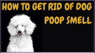 How To Get Rid Of Dog Poop Smell