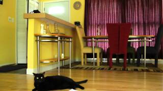 Funny Cat Video George Getting Mail