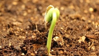 Germinação do Feijão