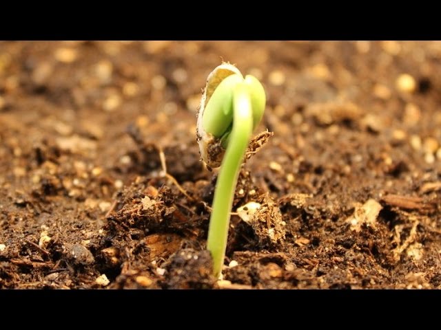 Plantas