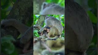 So Pity Newborn Baby Monkey, He Is Very Starving And Weak Old Mom Allowed To Walk On Tree ,