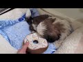 Meet My New Puppy, Junior (9 weeks old Shih Tzu)