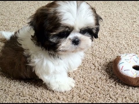 shih tzu ear cleaning grooming tips on how to clean your shih tzu ears and teeth breeds picture shih tzu ear cleaning grooming tips on how to clean your shih tzu ears and teeth breeds picture