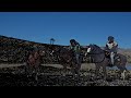 caballos salvajes