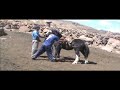 caballos salvajes