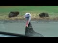 turkeys