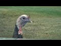 turkeys