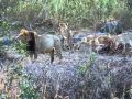 Safari Memories : Lion king attacks young cubs at 'his' kill