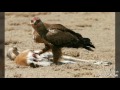 Eagle Is Strong And Smart In Search Of Prey Eagle Is Strong And Smart In Search Of Prey