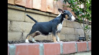 Marry The Bull Terrier