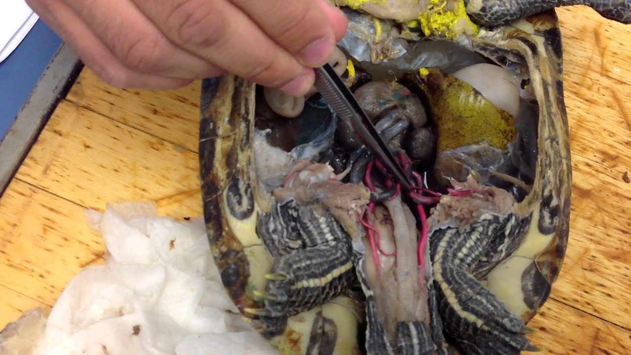 Turtle Dissection - Circulatory system - YouTube