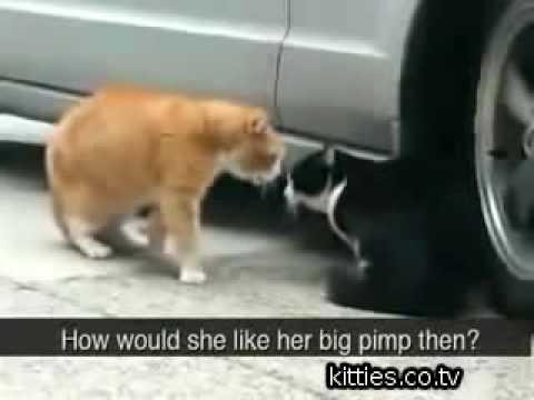 crazy funny videos. This Cat Betrayed His Girlfriend Crazy Funny Video