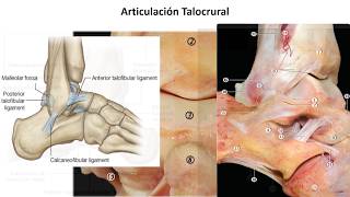 L4.2 | Complejo articular del tobillo | Anatomía 2 | FMed UBA