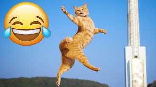 Gülmemeye Çalışın 🤣 Yeni Komik Kediler ve Köpekler ları 😹🐶 Bölüm 17