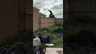 Moment Flying Kangaroo Makes Epic Leap Over Backyard Fence