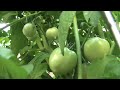 Garden tips
