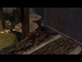 Ratatouille Full Movie All Cutscenes Cinematic The Game