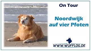 Noordwijk auf vier Pfoten // Niederlande // Holland