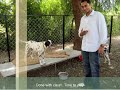 rajasthan goat farming