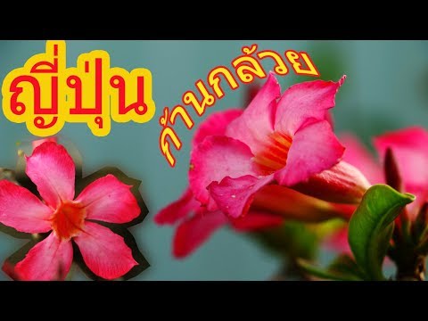 ชวนชมยักษ์ญี่ปุ่นและวังก้านกล้วยในต้นเดียว