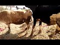 Cow mating video compilation || mating animals video