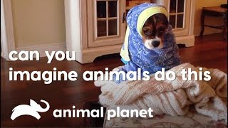 Animal behaviors that will tickle your funny bone | Animals Unleashed | Animal Planet