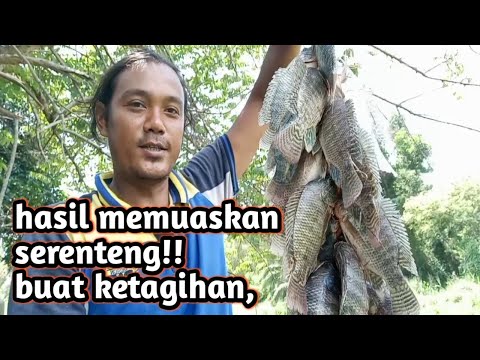 mancing ikan nila dapat serenteng,