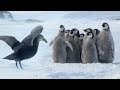 Penguin Chicks' Stand Off Against Predator | Spy In The Snow | BBC Earth