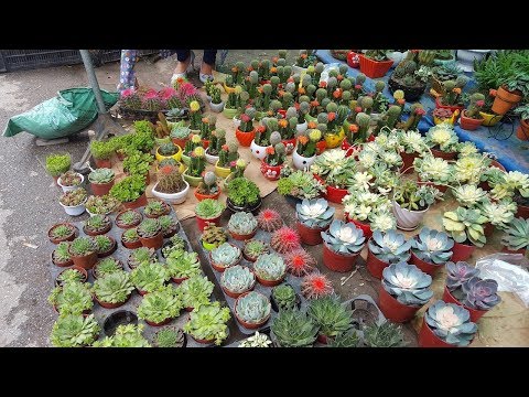 Khám phá phiên chợ bán hoa cây cảnh đẹp nhất Việt Nam