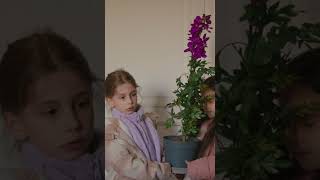 Zehirli Çiçek Güneşin Elinde Bir Küçük Gün Işığı