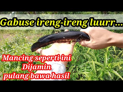 Mancing gabus blusukan, joran tegek