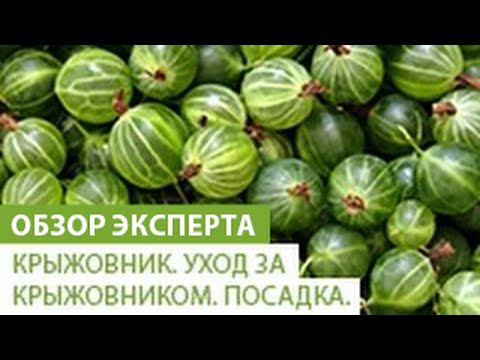 Выращивание крыжовника – посадка и уход (Саратовская область)