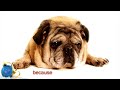 The 12 Dogs of Christmas... - Humor & Pranks ecards - Christmas Greeting Cards The 12 Dogs of Christmas... - Humor & Pranks ecards - Christmas Greeting Cards