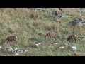 Ecosse 2011 : les cervidés de Shenavall