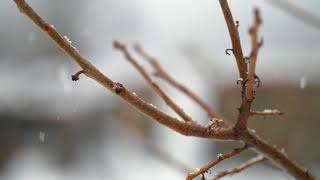 Panasonic G9 180fps Snow