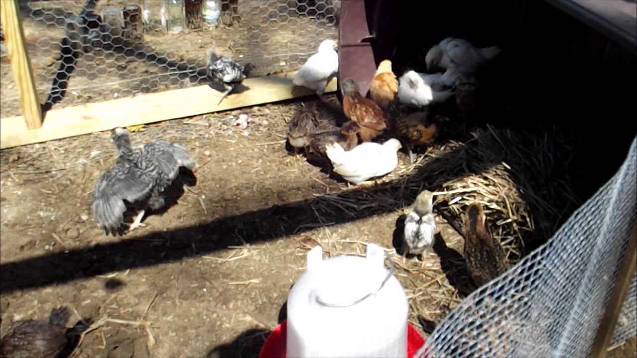 3 week old Chicks move into Chicken Coop... YouTube