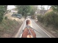 Meeting riders, loose dogs, tree cutters and busy traffic while carriage driving (Kermit).
