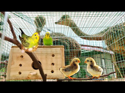 Làm Bột Cho Chim Sẻ - Đón Thành Viên Mới Gà Con Và Yến Phụng Đã Đẻ / Quế Nghịch