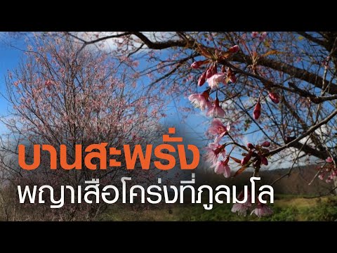 “ซากุระสีชมพู” บานสะพรั่งที่ภูลมโล | TNN ข่าวเย็น | 22-11-63