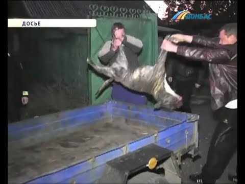 В Артемовске получила продолжение история с нападением питбуля на пятилетнюю девочку В Артемовске получила продолжение история с нападением питбуля на пятилетнюю девочку